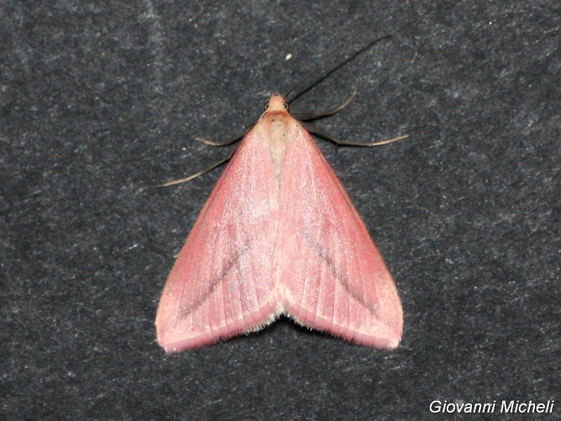 Rhodometra sacraria f. sanguinaria